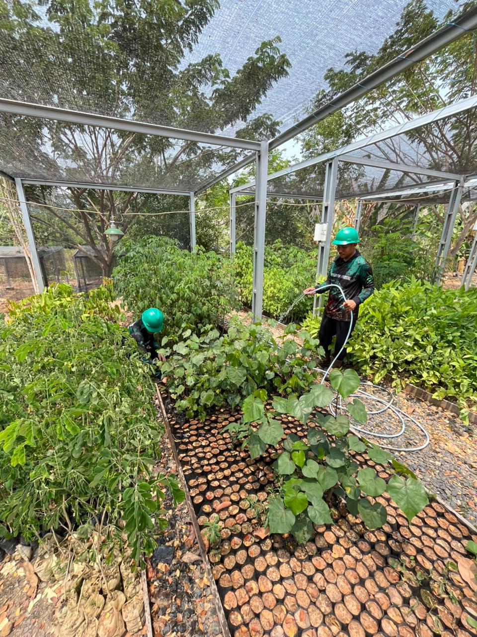 Proses Penyiraman Bibit Tanaman di Nursery